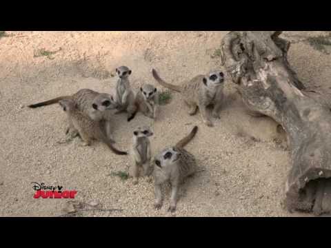 Disney Junior - In Viaggio Alla Scoperta degli Animali - Suricati