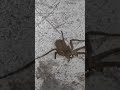 Big Spider 🕷  animals video