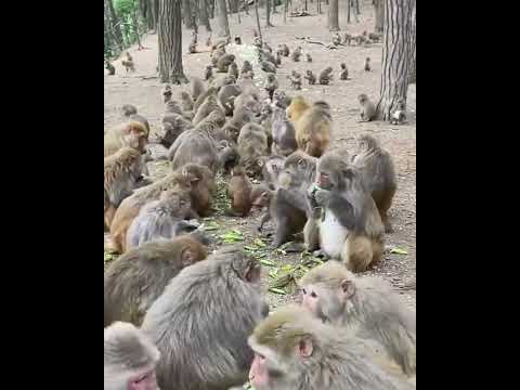 #ASMRMongkey #CuteDanjoomonkey  #Monkeyeating #FunnyMonkey #DanceMonkey / #monkey  Ept233  #shorts