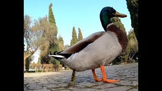 Duck poop fart 4k asmr