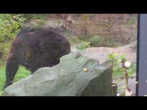 download lagu mp3 mp4 Black Bear Burger Berlin, download lagu Black Bear Burger Berlin gratis, unduh video klip Black Bear Burger Berlin