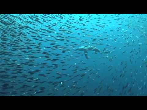 Thresher Shark Stun Prey With Tail-Slap | Video