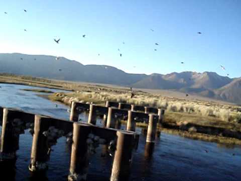 A Little Birdie Told Me (original song) - Doug Newman