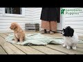Cavapoo dogs for sale: Komet - Video 1