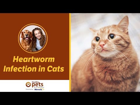 Heartworm Infection in Cats