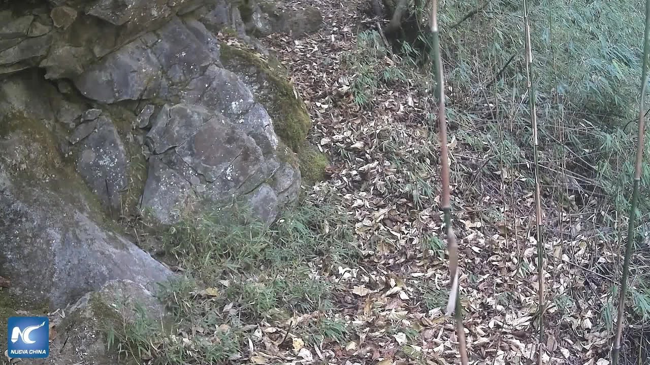 Madres y crías de panda gigante captadas por la cámara en una reserva de China