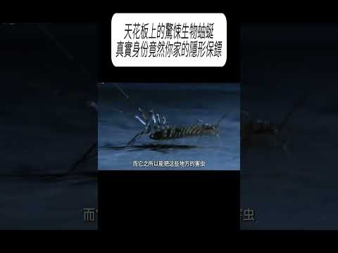 天花板上的驚悚生物蚰蜒，真實身份竟然你家的隱形保鏢?#科普 #漲知識