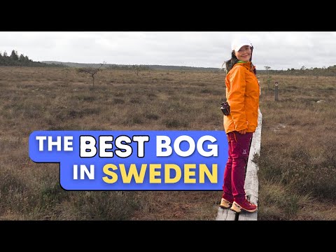 5 Things to do on a Bog in Sweden | Store Mosse 🇸🇪