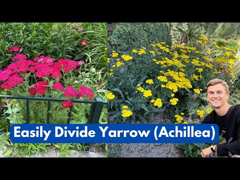 How to Divide Yarrow (Achillea) Plants Easily - Propagation through Division