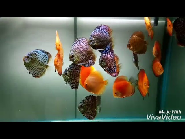 Bunch of beautys... My discus fish tank