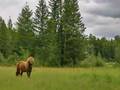 a Yakut Horse - Vanya Trofimov 