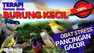 Download lagu Pancingan SEMUA JENIS BURUNG KECIL agar GACOR ampuh untuk PIKAT mp3 Download lagu Pancingan SEMUA JENIS BURUNG KECIL agar GACOR ampuh untuk PIKAT mp3