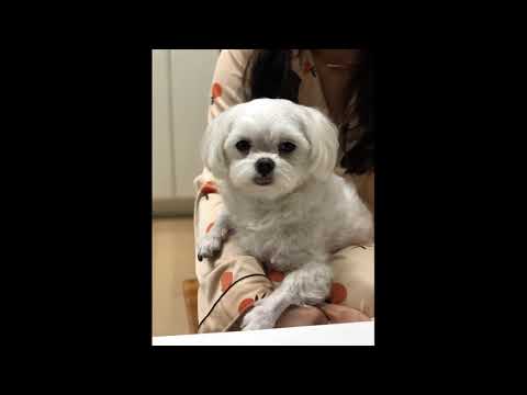 무지개다리 건넌 뽀뽀를 위해 만든 노래/jeonghyeon - Supposed To Be (Feat. George Redwood) (Acoustic Version)