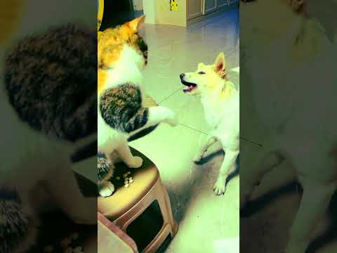 It's Not a Dog Day Watch Now #funny #shortsfeed #shorts