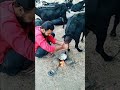 Govaliyo Kanudo Morli Valo