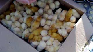 preview picture of video '北京街頭小雞販售 Chicklings selling'