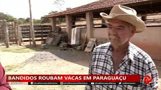 Bandidos furtam cabeças de gado em Paraguaçu