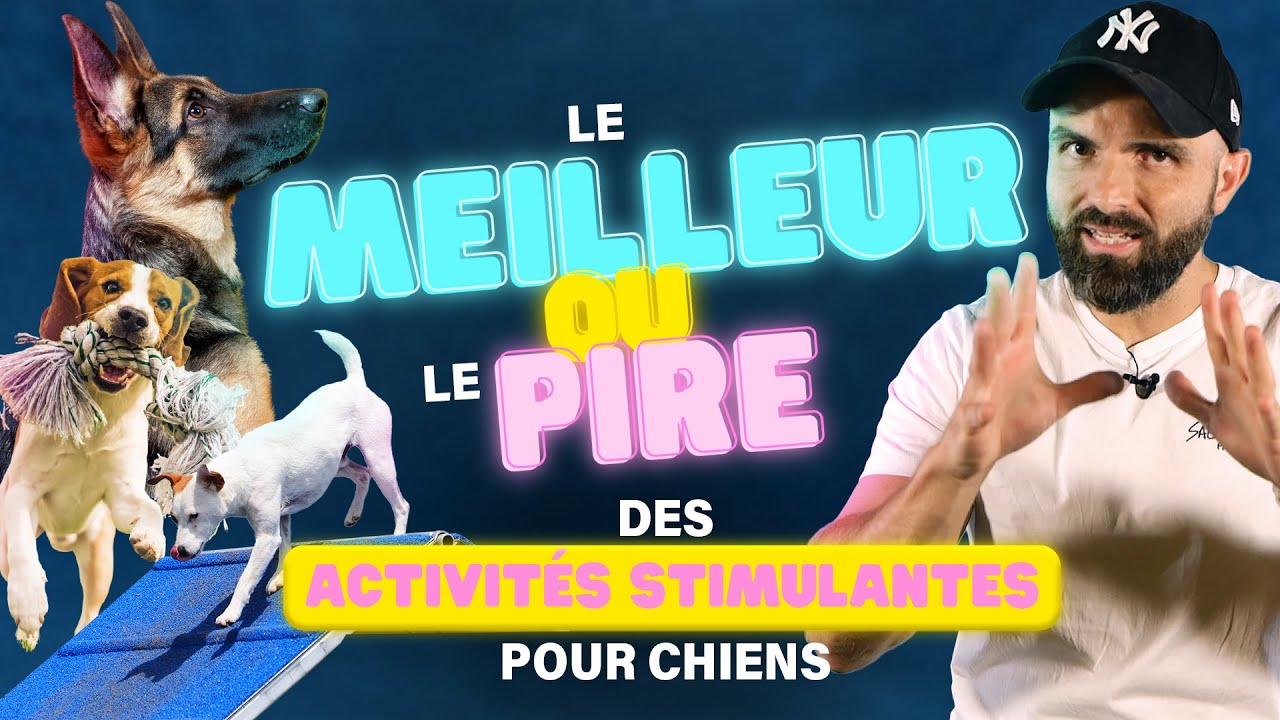 STIMULER votre CHIEN - Meilleures idées ⚡️ Pires idées (y'a des surprises)