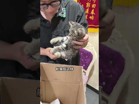 【#PuPu噗噗】猫:早知道继续流浪了 #万物可爱计划 #爪住夏天每一帧 #带毛孩子出门玩一夏