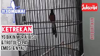 Download lagu Ketrekan Murai Ampuh Buat Trotol & Murai Macet Bunyi. 90% Akan Ngetrek Balik & Nyaut Dalam 15 Menit! mp3 Download lagu Ketrekan Murai Ampuh Buat Trotol & Murai Macet Bunyi. 90% Akan Ngetrek Balik & Nyaut Dalam 15 Menit! mp3