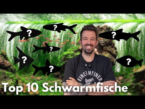 Top 10 schooling fish for your aquarium
