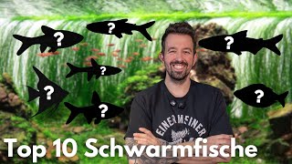 Top 10 Schwarmfische für dein Aquarium
