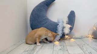 チワワ（スムース）の動画01