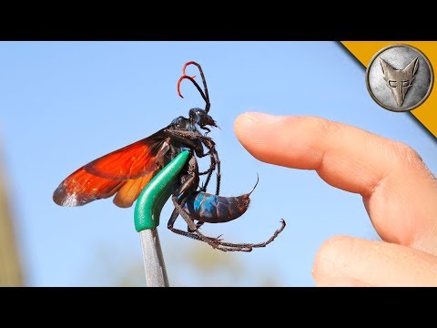 STUNG by a TARANTULA HAWK!