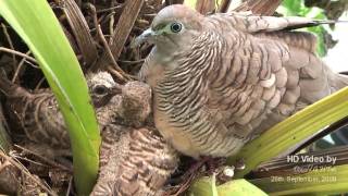 Mother Dove and Family