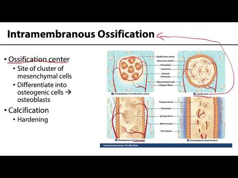 MSK Skeletal System Basics - Bone Formation