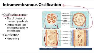 MSK Skeletal System Basics - Bone Formation