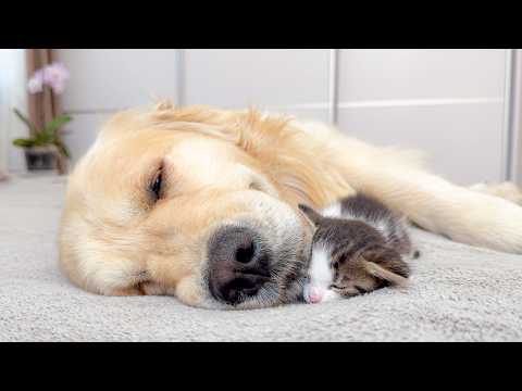 YouTube 썸네일
