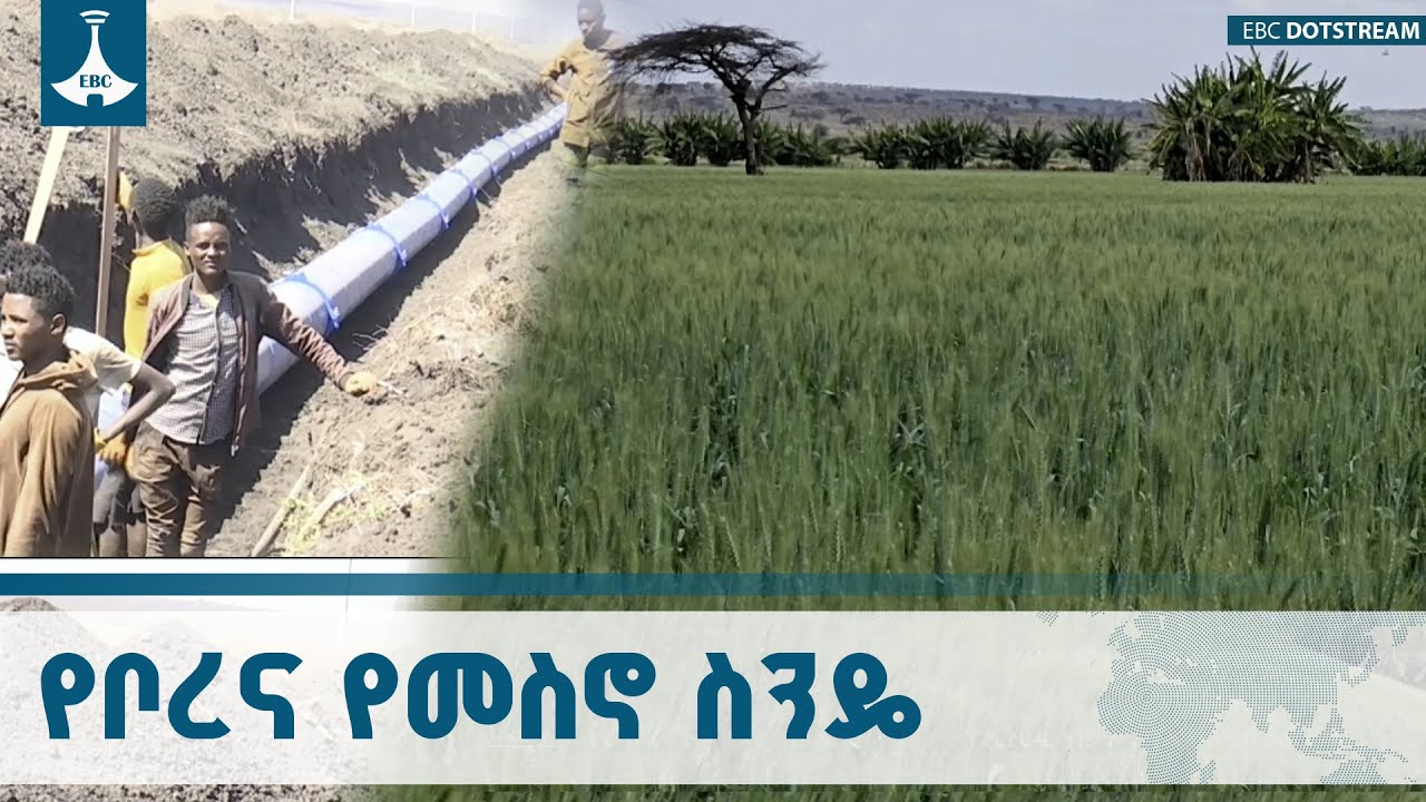 በመስኖ ስንዴ እና በከብት ማደለብ ስራ ተጠቃሚ የሆኑት የቦረና ዞን አርብቶ አደሮች   ETV