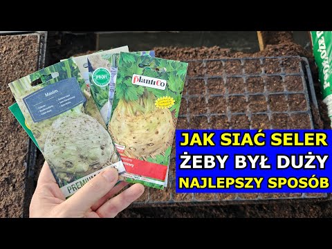 Jak siać Seler, aby był DUŻY. Najlepszy Sposób na Siewy Selera Korzeniowego Naciowego Uprawa Rozsada