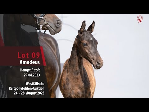 Reitponyfohlen-Auktion Lot 09 Amadeus Hengst v. A kind of Magic - Der feine Lord AT