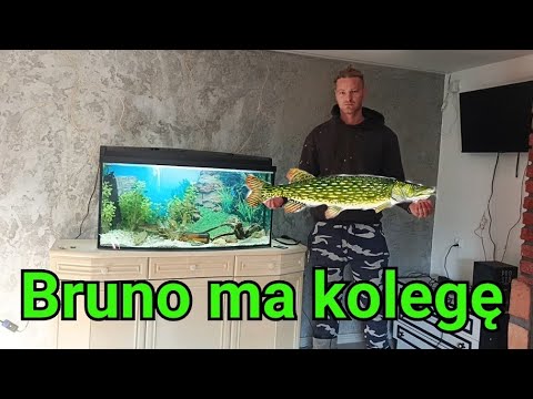 Bruno has a new pike friend, Stacha the bandit 😁 #fish