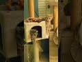 Grey Tabby Cat And Cream Tabby Cat Are Watching Van Kedisi White Cat ASMR Shorts