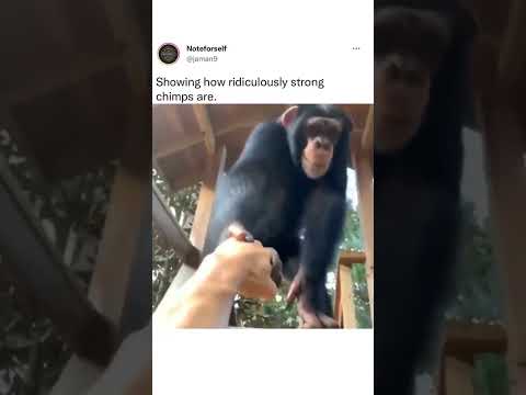 Showing How Ridiculously Strong Chimps Are 💪💪 cute funny animals 😹😹