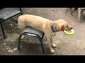 Dogs Being Goofy And Weird Funny Dog Videos 2025