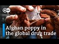 Taliban have begun enforcing ban on poppy cultivation in Afghanistan | DW News