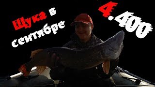 Клев щуки на прудах в сентябре
