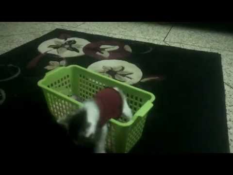 Battery's Very First Day at Home