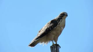 preview picture of video 'juvenile Swainson's Hawk, Sept 1, 2014 S of Avonlea, Saskatchewan Canada'