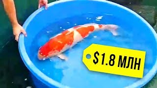Сколько лет живет карп кои