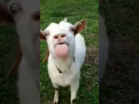 , title : 'KAMBING LUCU,cute goat#kambing'