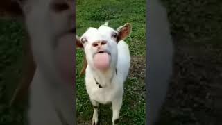 Download lagu KAMBING LUCU,cute goat#kambing mp3 Download lagu KAMBING LUCU,cute goat#kambing mp3