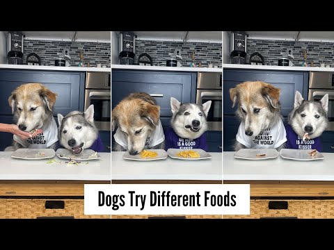 Dogs Try Different Foods
