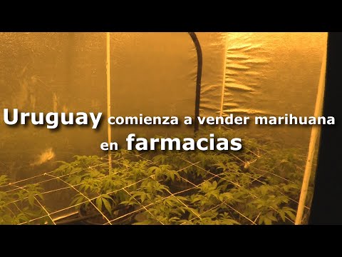 Uruguay comienza a vender marihuana en farmacias