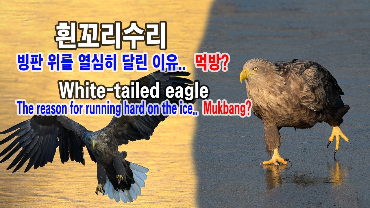 흰꼬리수리 유튜브 썸네일