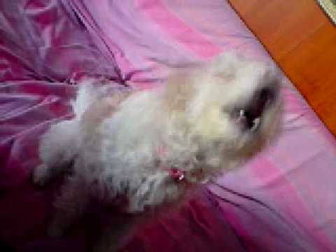 Camilaaaaaaaaaaaaaaacamilaaaaaa’s Video 19712352885 MnNrZkM0NWc